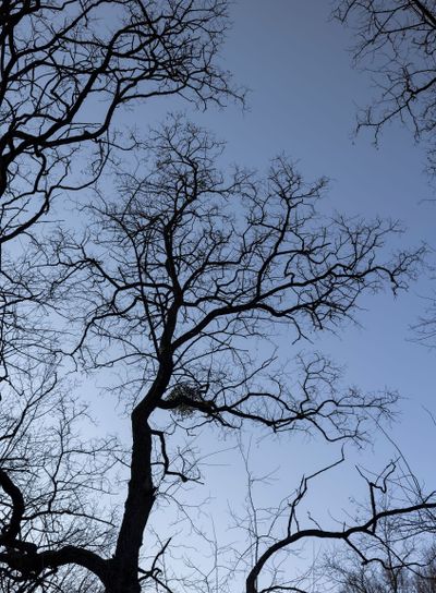 Bare trees in early spring in sunny clear weather