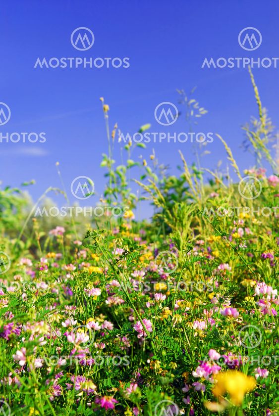 Summer meadow