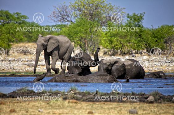 a group of elephants swiming in a waterhole at etosha national park namibia