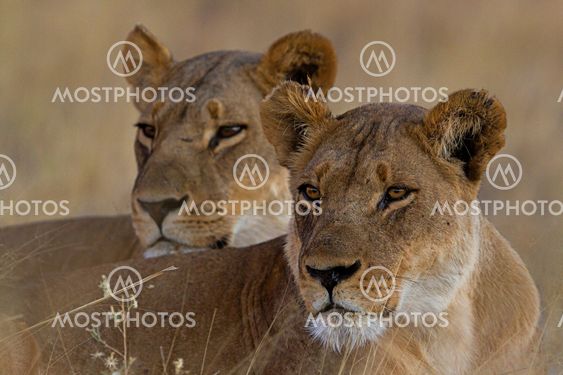 lion the king of the jungle of Tanzania