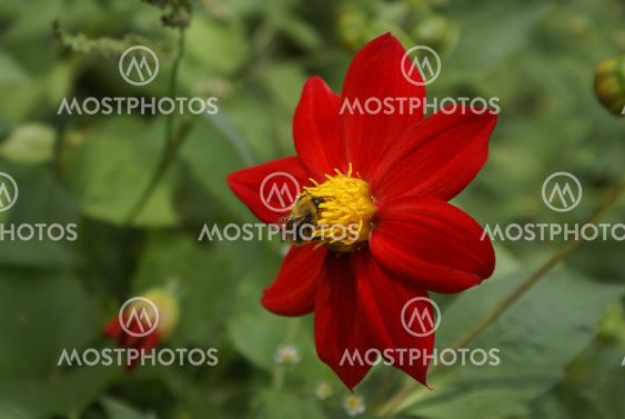Bee on the flower