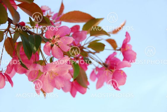 Apple blossom