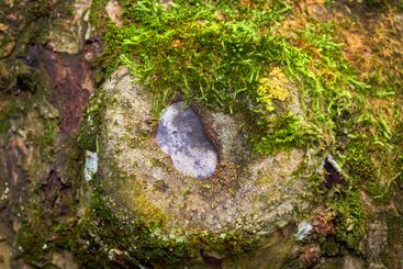 Tree, stump and moss in ecology forest, outdoor...