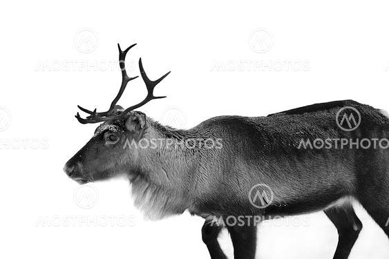 ren i profil