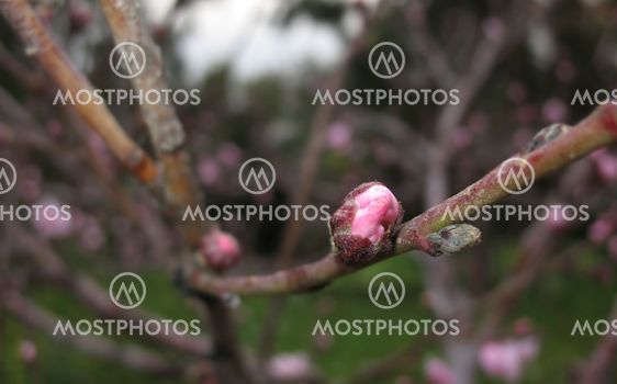Nectarine Birth