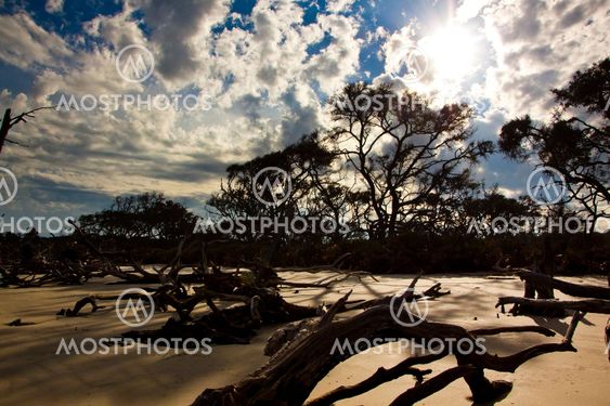 Sand Wood and Sky