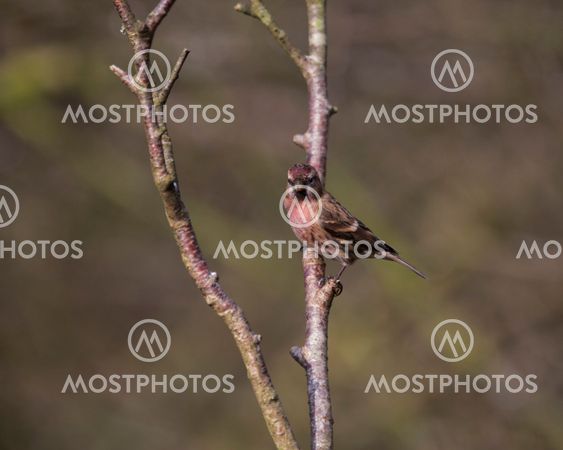 A Redpoll (Carduelis cabaretis) perched on a branch
