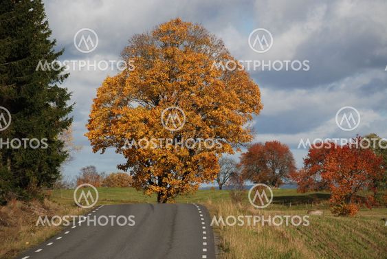 Höstmotiv i oktober (Sweden)