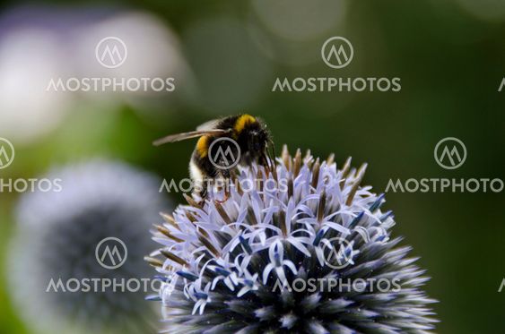 Bumblebees on a Globe Thistle