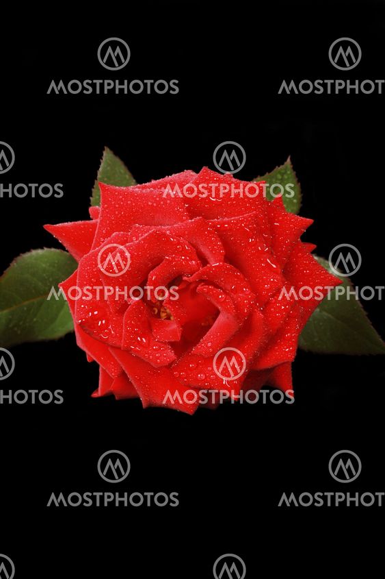 red rose isolated on black