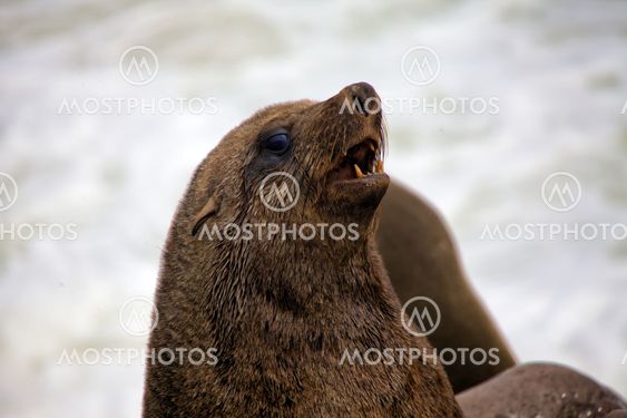 seal on the beach at cape cross seal reserve near the skeleton coast