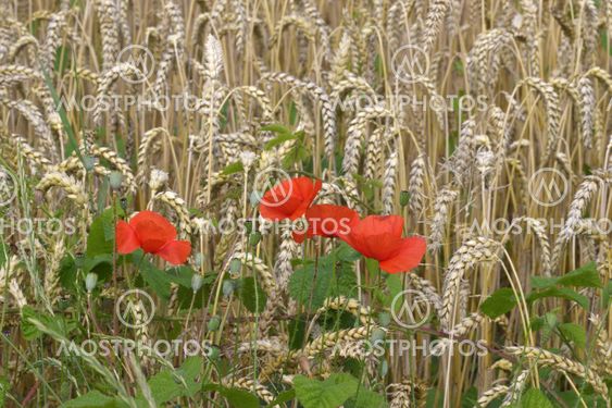 Mohnblumen