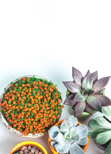 Colorful arrangement of succulents and decorative gravel...