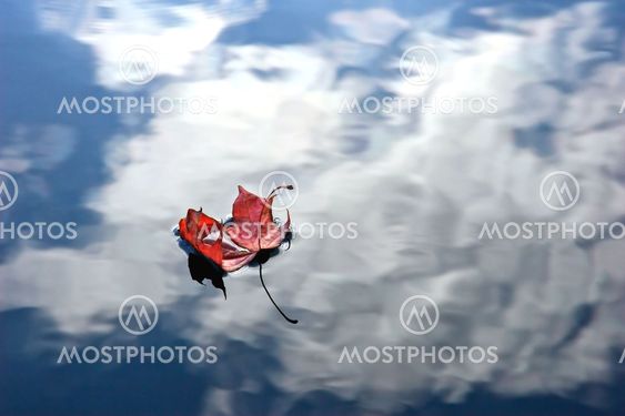 red leaf