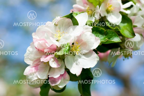 Apple blossom