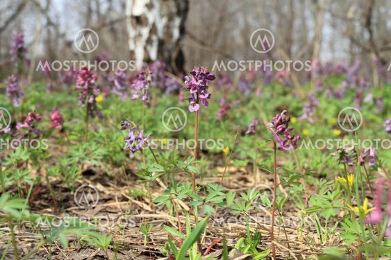flowerses and green herb in spring wood