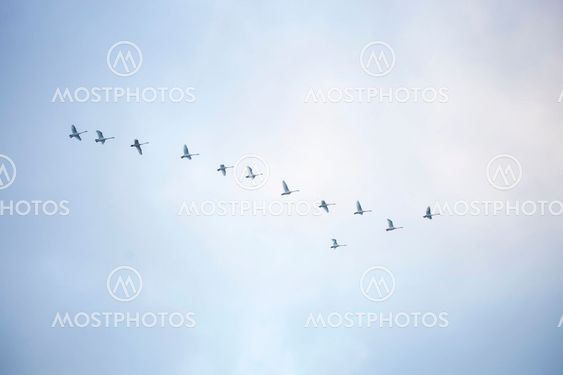 Swans leaving