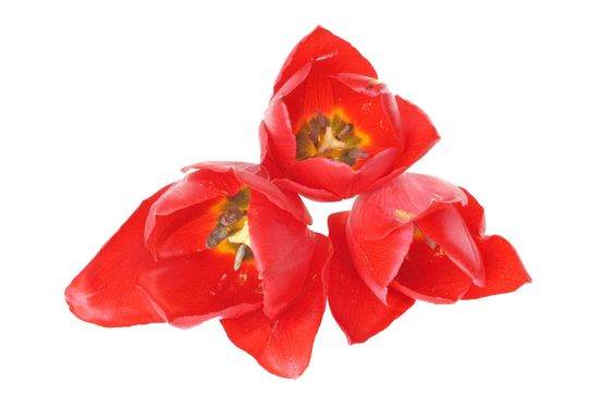 Tulppaanit