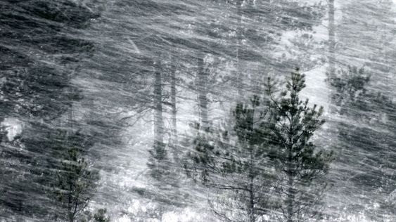 Blizzard in the Forest
