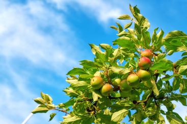 Apples, blue sky and tree for agriculture, growth or...