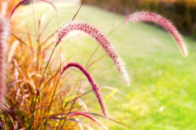 Light through summer grass bokeh Natural background