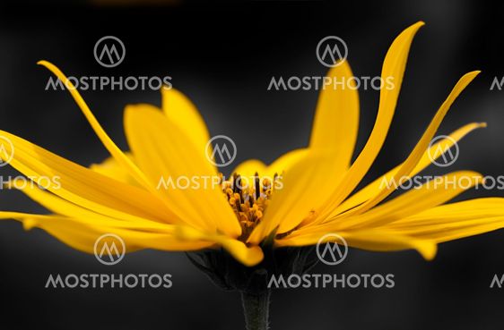 sun flower