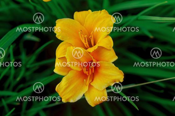 yellow lily, on the background of grass