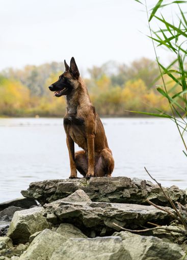 Belgian Malinois sitting on rocks near a lake.