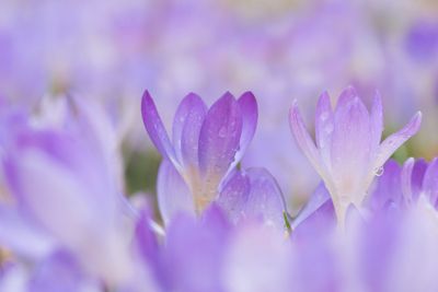 Crocuses