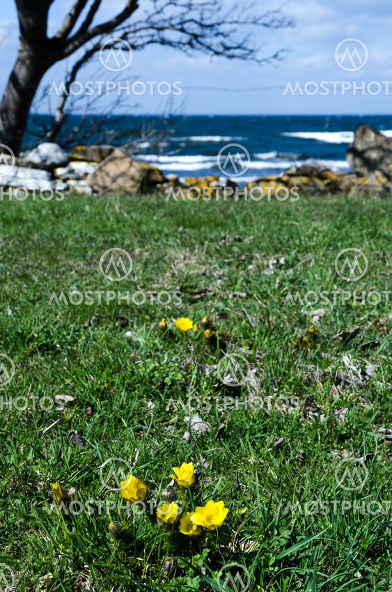 Pheasant's eye at coast