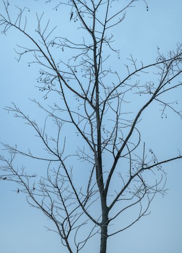 Deciduous tree bare treetop branches in winter