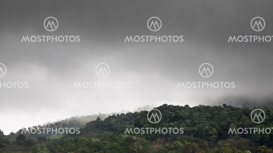 Forest Under Rain
