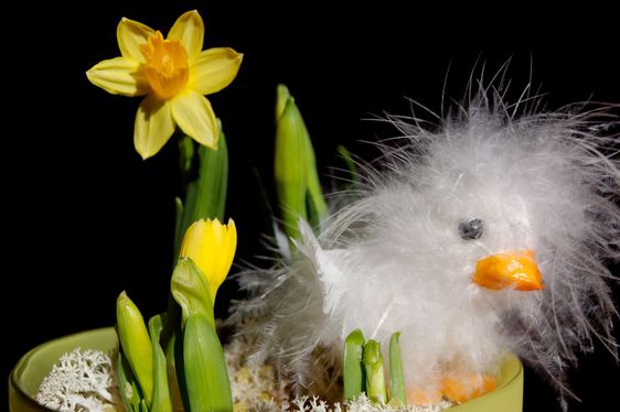 Feathery påske kylling på sort