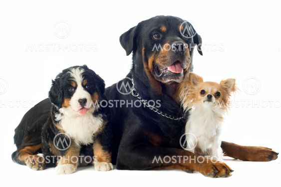 three dogs