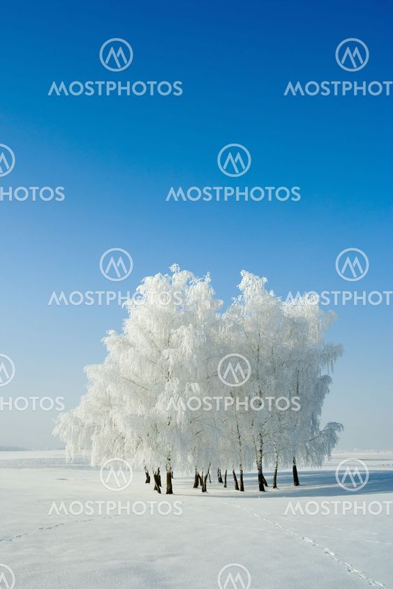 Winter landscape and trees