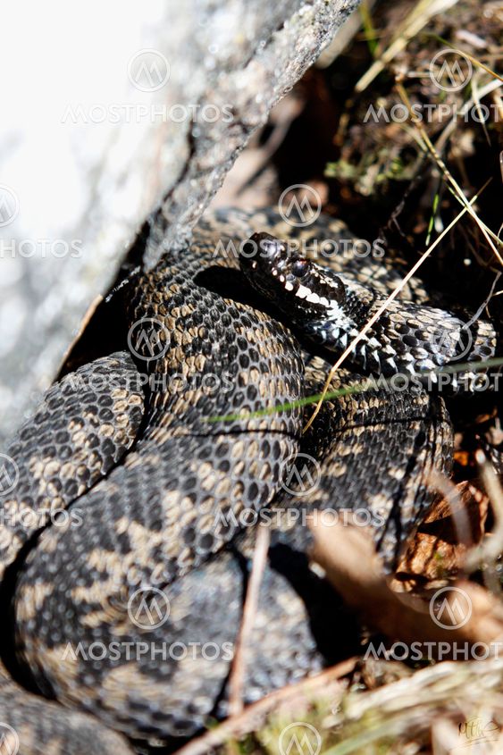 Basking adder.