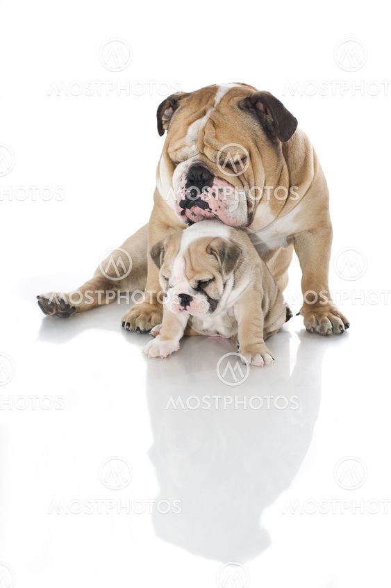 English bulldog puppy with adult bulldog isolated