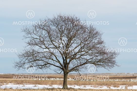 Solitude big bare tree