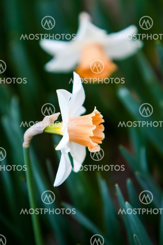 Daffodil