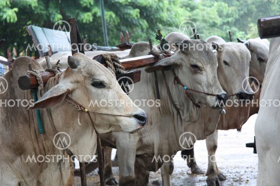 White bulls at the farm