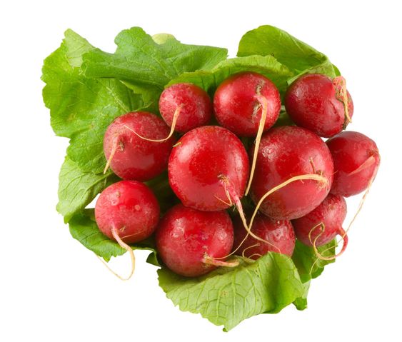red radish