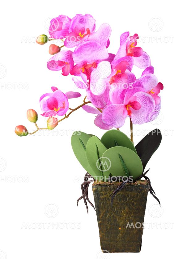 Flowers of pink orchid