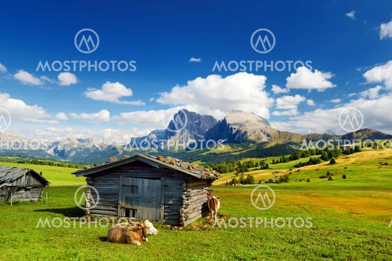 Cows in Seiser Alm, the largest high altitude Alpine...