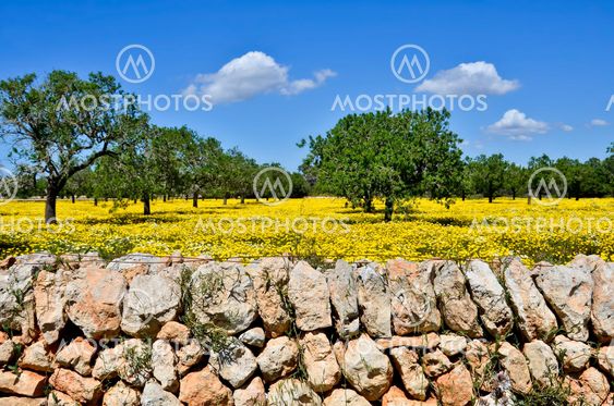 Spring meadow in Majorca