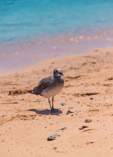 Seagull on the seashore. Selective focus.