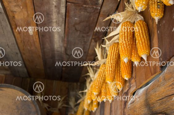 old corn2