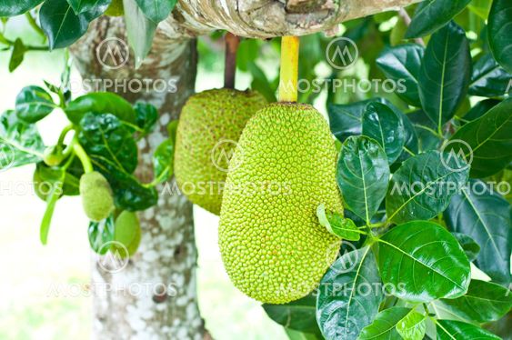 Green jackfruit