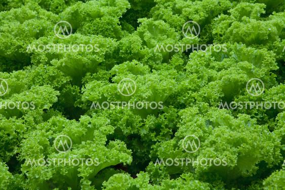 vegetables hydroponics farm,Cameron Malaysia