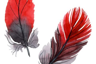 Colorful bird feather from wing isolated. Watercolor...