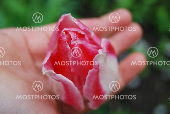 smukke tulip i hånd